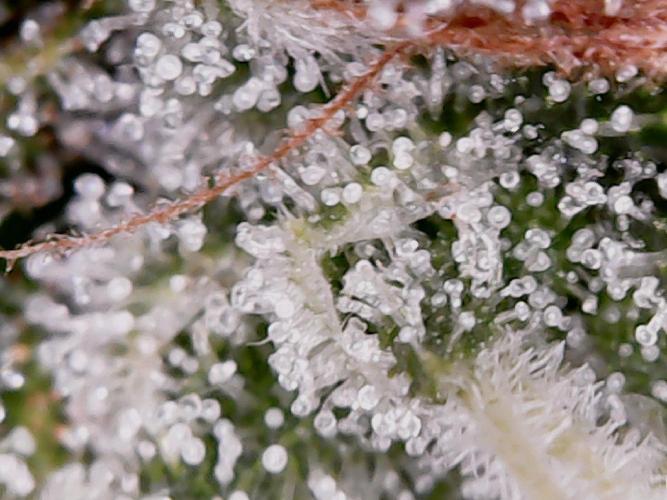 Tropic Ozz and Oreoz Grow. Week 18 - Oreoz Trichs