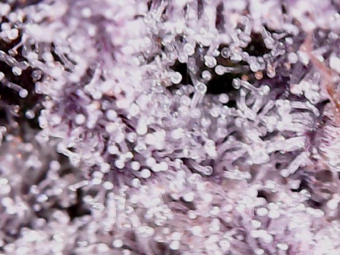 Tropic Ozz and Oreoz Grow. Week 18 - Tropic Trichs