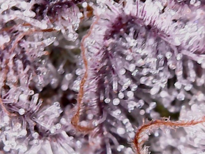 Tropic Ozz and Oreoz Grow. Week 18 - Tropic Trichs