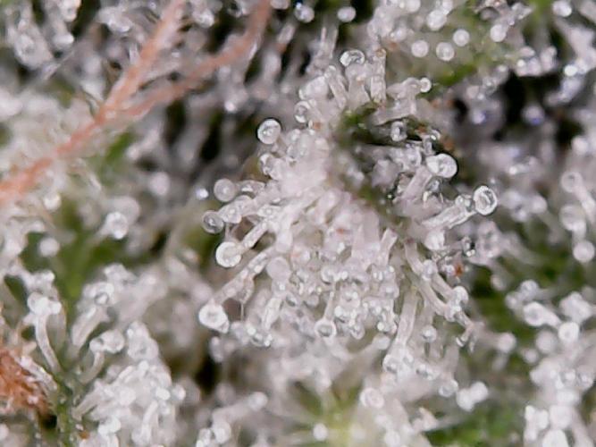 Tropic Ozz and Oreoz Grow. Week 18 - Oreoz Trichs