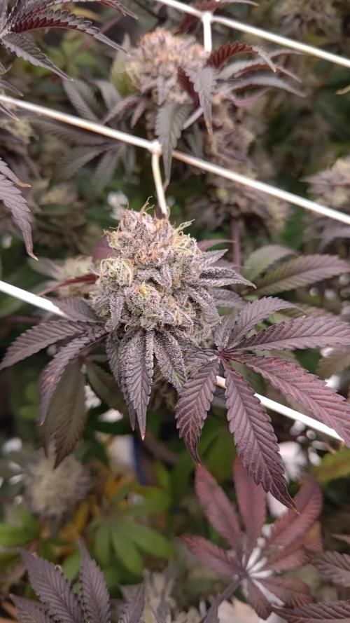 Tropic Ozz and Oreoz Grow. Week 19