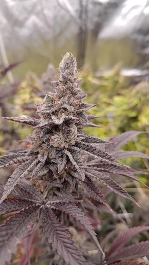 Tropic Ozz and Oreoz Grow. Week 19