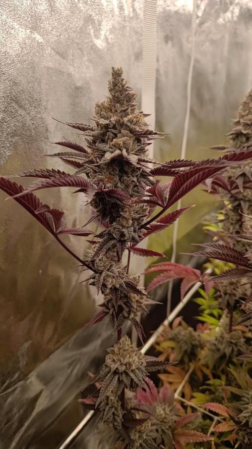 Tropic Ozz and Oreoz Grow. Week 19