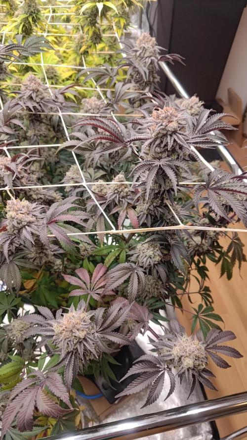 Tropic Ozz and Oreoz Grow. Week 19