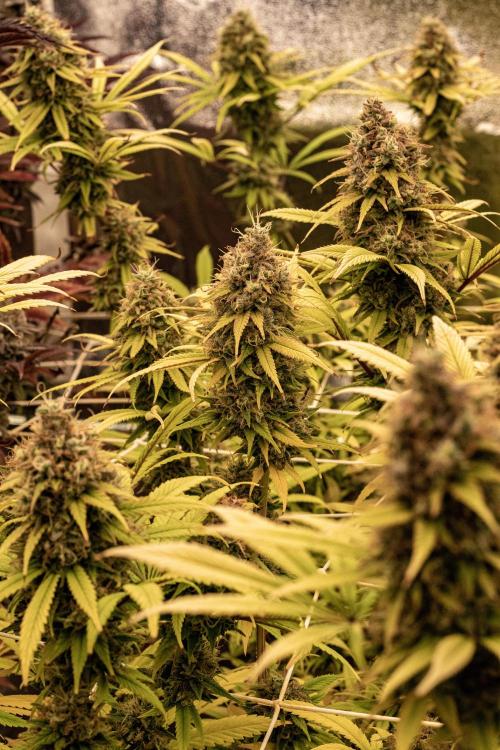 Tropic Ozz and Oreoz Grow. Week 19