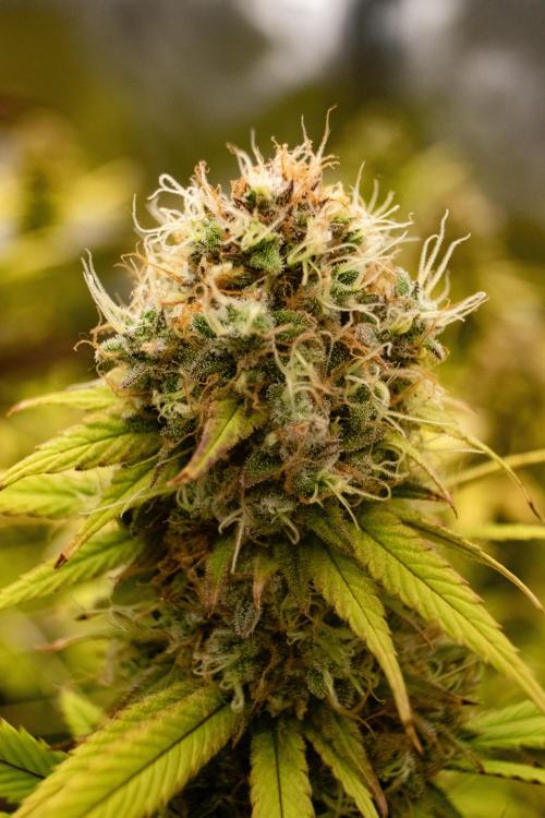 Tropic Ozz and Oreoz Grow. Week 19