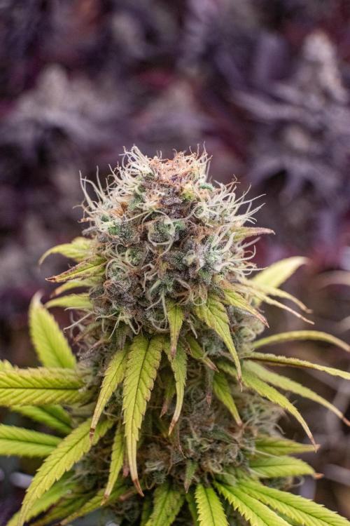 Tropic Ozz and Oreoz Grow. Week 19