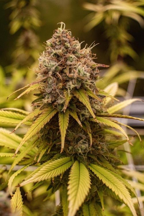 Tropic Ozz and Oreoz Grow. Week 19