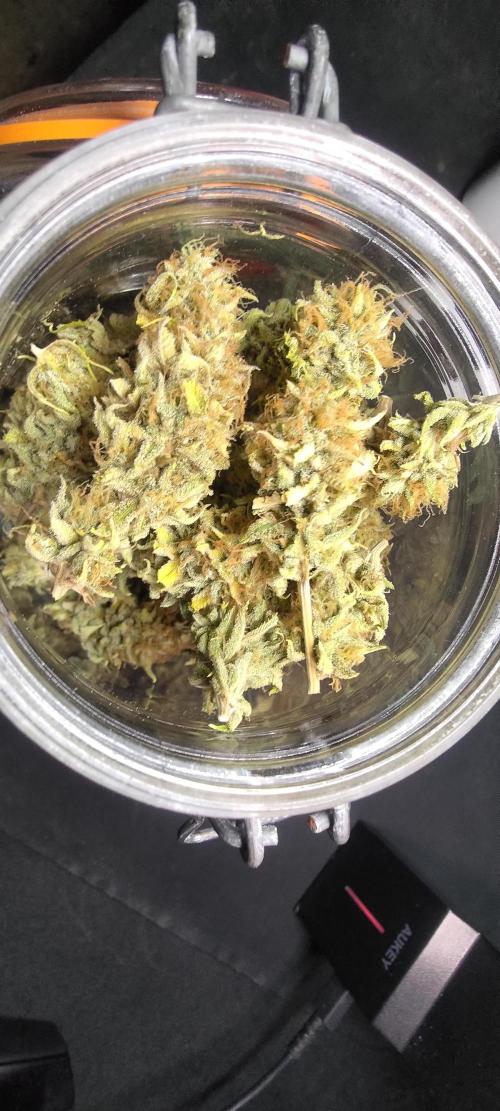 Tropic Ozz and Oreoz Grow. Week 19