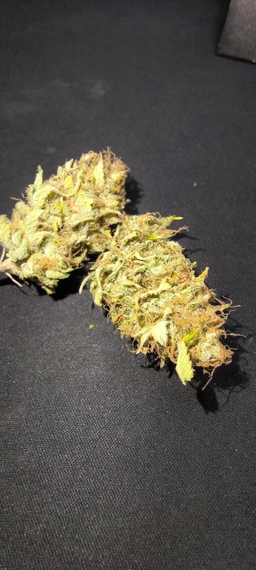 Tropic Ozz and Oreoz Grow. Week 19