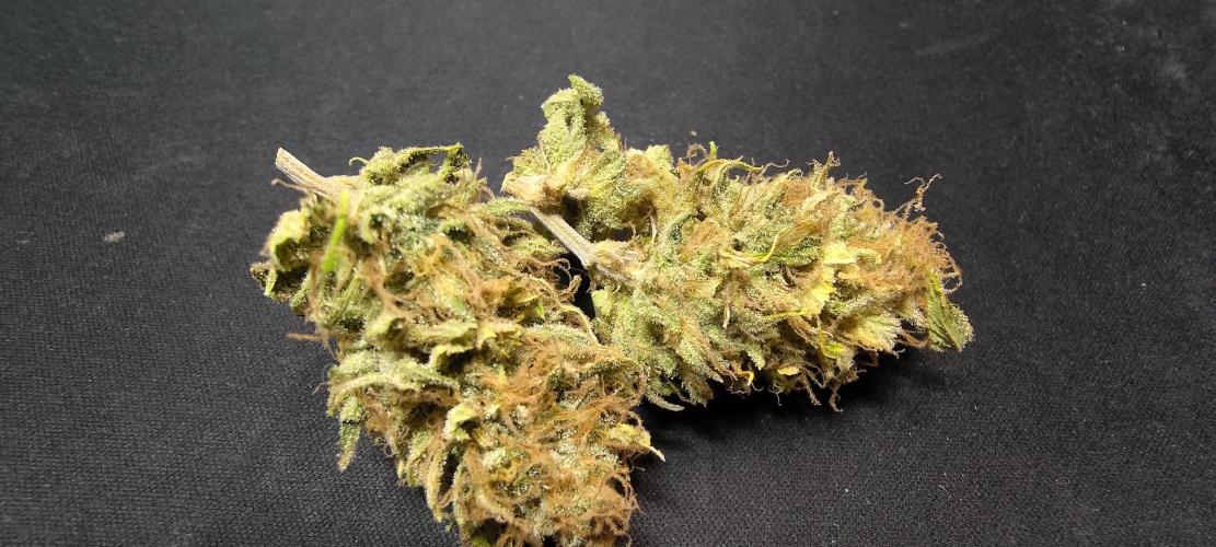 Tropic Ozz and Oreoz Grow. Week 19