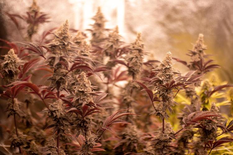 Tropic Ozz and Oreoz Grow. Week 19