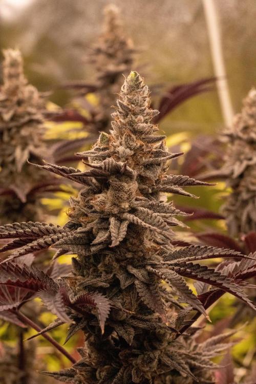 Tropic Ozz and Oreoz Grow. Week 19