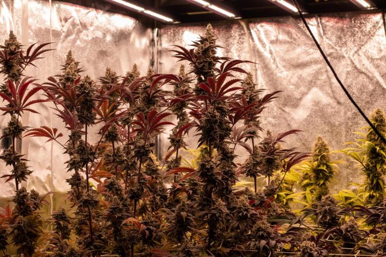 Tropic Ozz and Oreoz Grow. Week 19