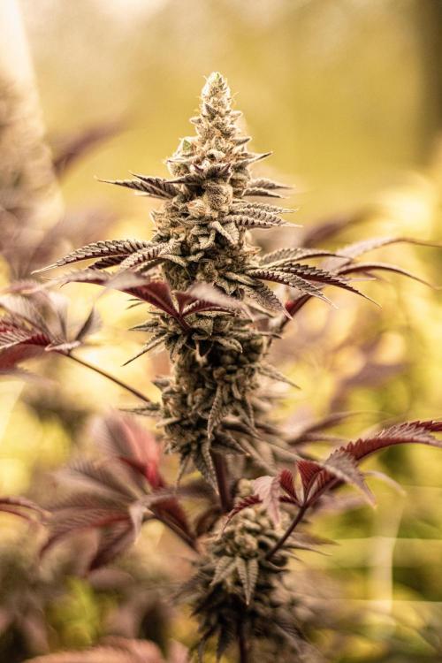 Tropic Ozz and Oreoz Grow. Week 19