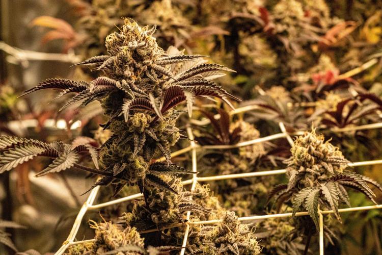 Tropic Ozz and Oreoz Grow. Week 19