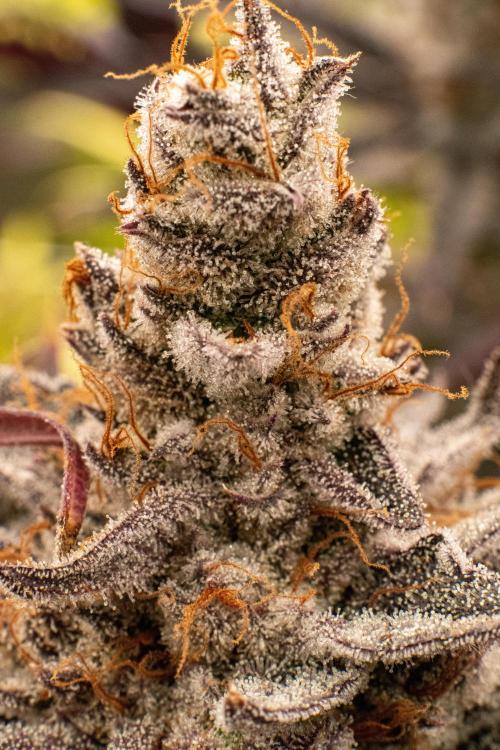 Tropic Ozz and Oreoz Grow. Week 19