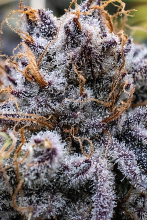 Tropic Ozz and Oreoz Grow. Week 19