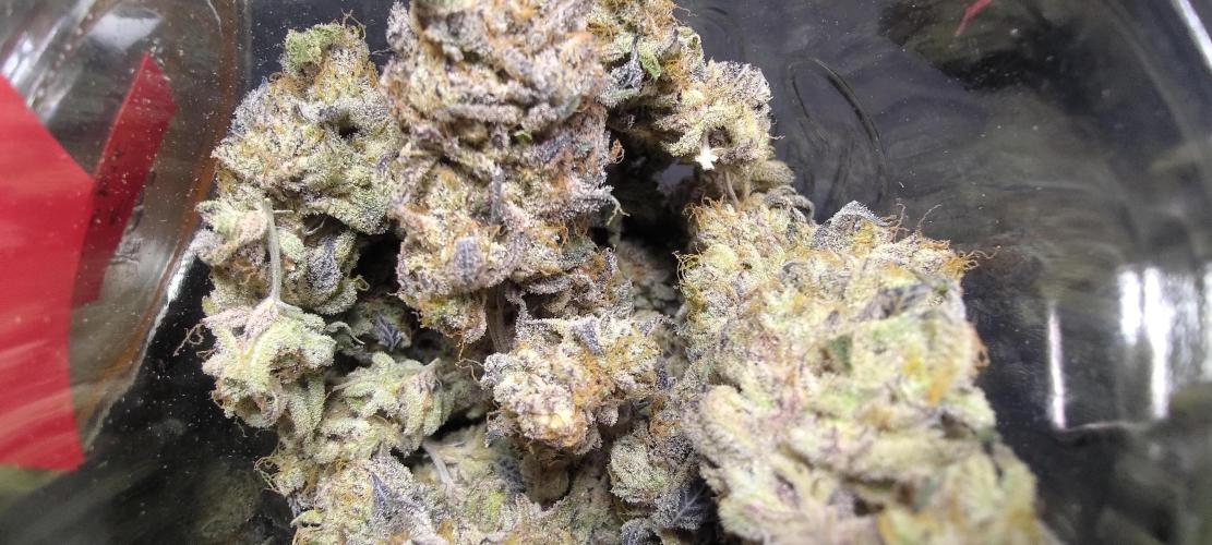 Tropic Ozz and Oreoz Grow. Week 19