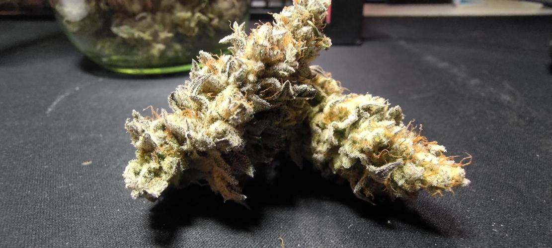 Tropic Ozz and Oreoz Grow. Week 19