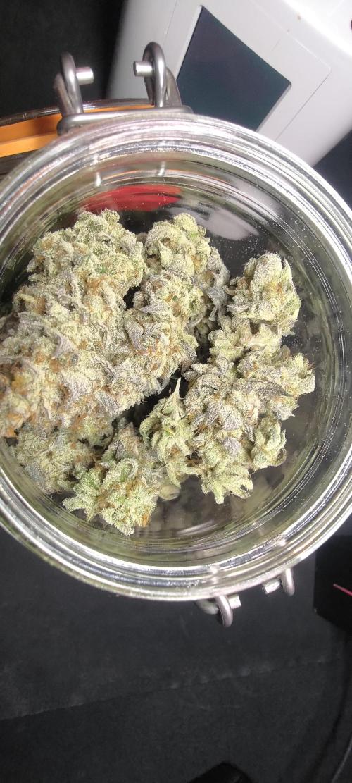 Tropic Ozz and Oreoz Grow. Week 19