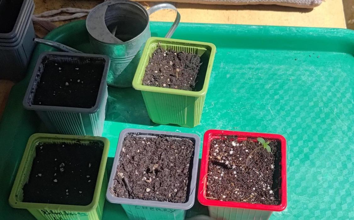 Big Gorilla Melon outdoor Synganics. Week 0 - Gorilla Melon is in the red cup, she's starting strong.