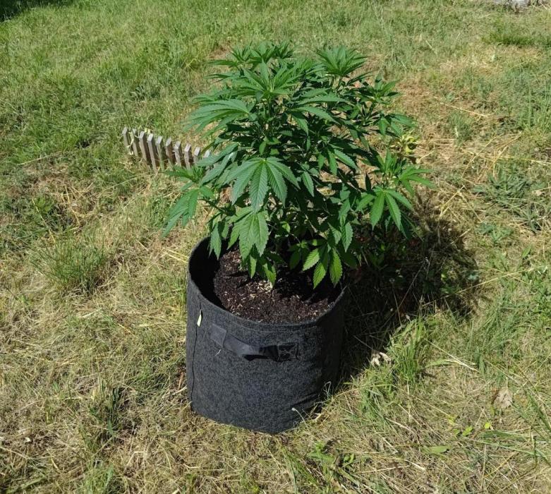 Big Gorilla Melon outdoor Synganics. Week 10 - June 13.