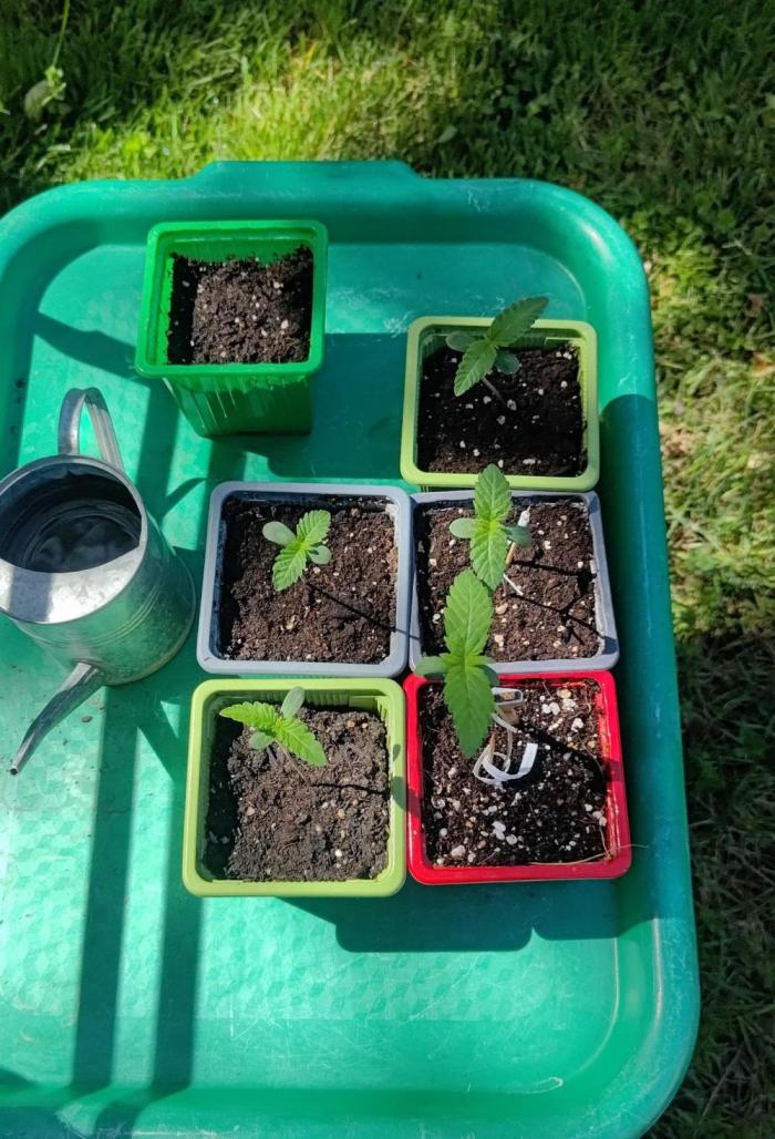 Big Gorilla Melon outdoor Synganics. Week 1 - April 16