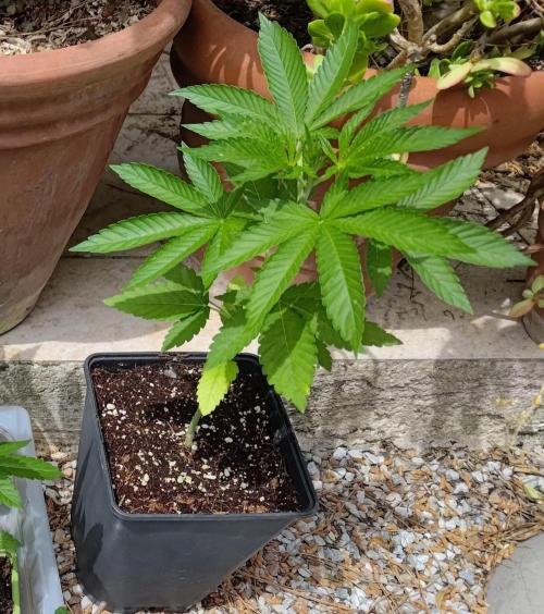 Big Gorilla Melon outdoor Synganics. Week 6 - May 10