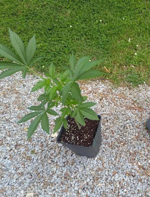 Big Gorilla Melon outdoor Synganics. Week 6 - May 18