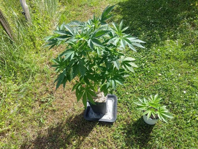 Big Gorilla Melon outdoor Synganics. Week 9 - June 6