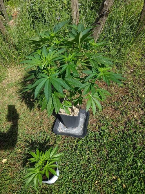 Big Gorilla Melon outdoor Synganics. Week 9