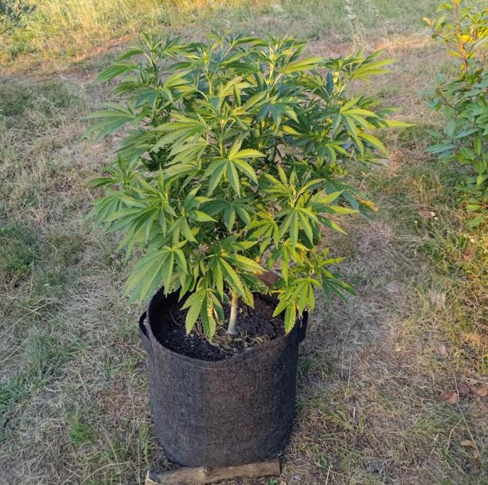 Big Gorilla Melon outdoor Synganics. Week 12 - June 24