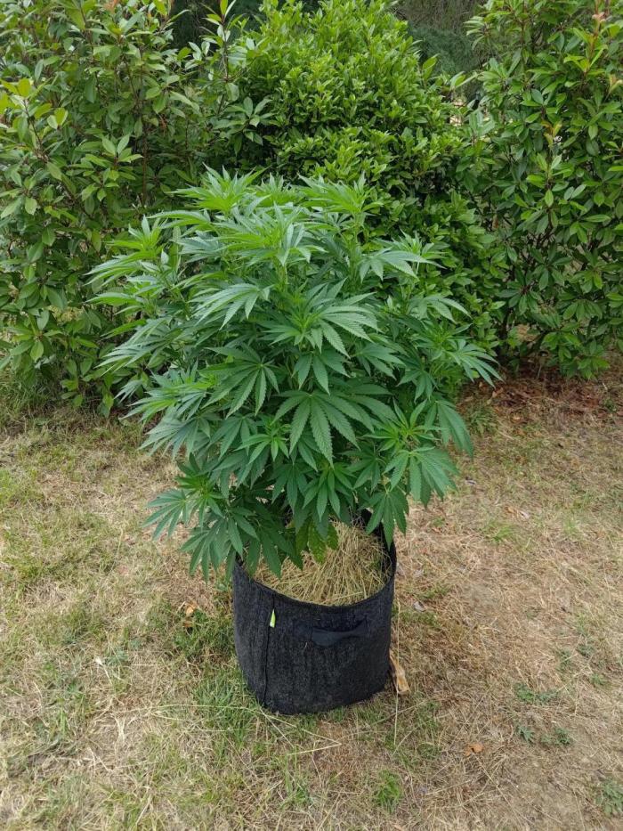 Big Gorilla Melon outdoor Synganics. Week 13 - July 3