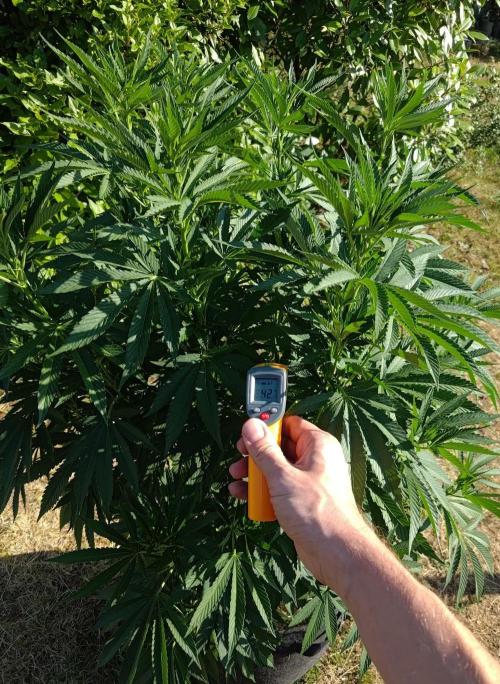 Big Gorilla Melon outdoor Synganics. Week 14 - July 8
