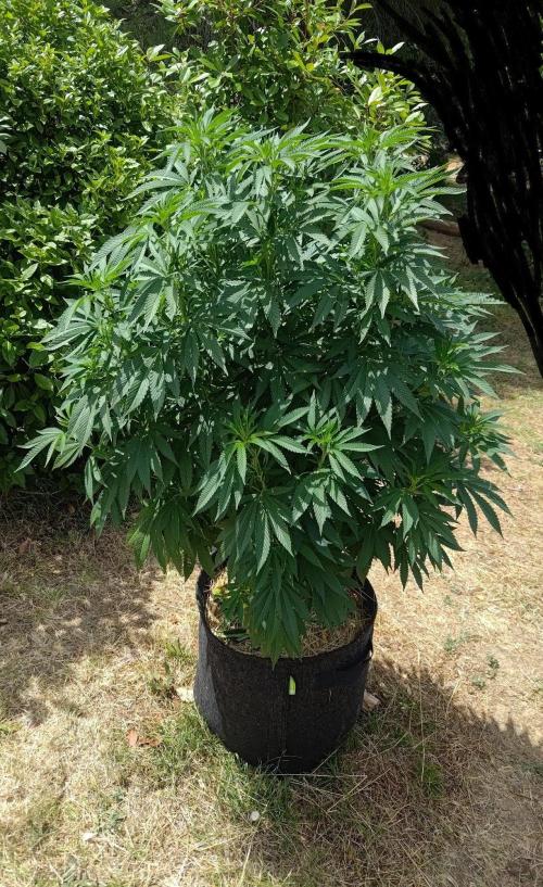 Big Gorilla Melon outdoor Synganics. Week 14 - July 12