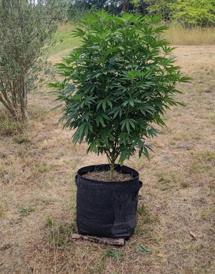 Big Gorilla Melon outdoor Synganics. Week 15 - July 16