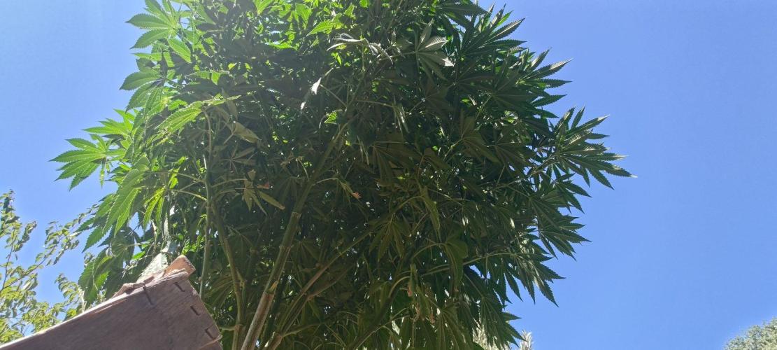 Big Gorilla Melon outdoor Synganics. Week 18