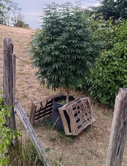 Big Gorilla Melon outdoor Synganics. Week 18