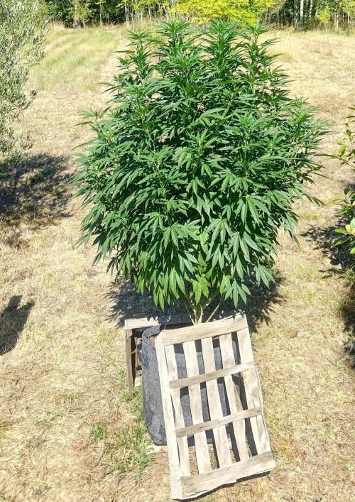 Big Gorilla Melon outdoor Synganics. Week 18
