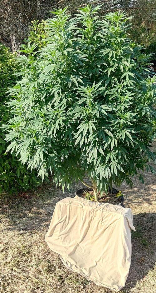 Big Gorilla Melon 🦍🍉 Outdoor Synganics. Week 19