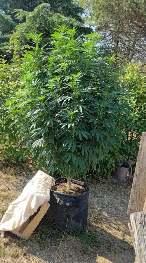 Big Gorilla Melon 🦍🍉 Outdoor Synganics. Week 19