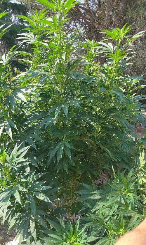 Big Gorilla Melon 🦍🍉 Outdoor Synganics. Week 19