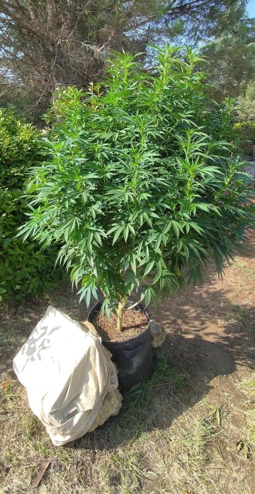 Big Gorilla Melon 🦍🍉 Outdoor Synganics. Week 20