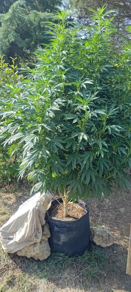 Big Gorilla Melon 🦍🍉 Outdoor Synganics. Week 20