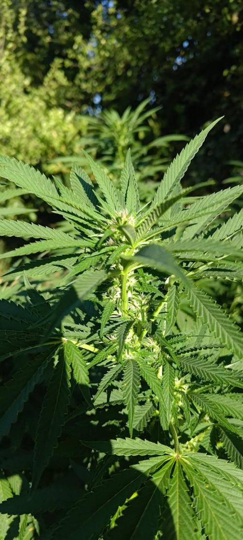 Big Gorilla Melon 🦍🍉 Outdoor Synganics. Week 22 - 3 Sept