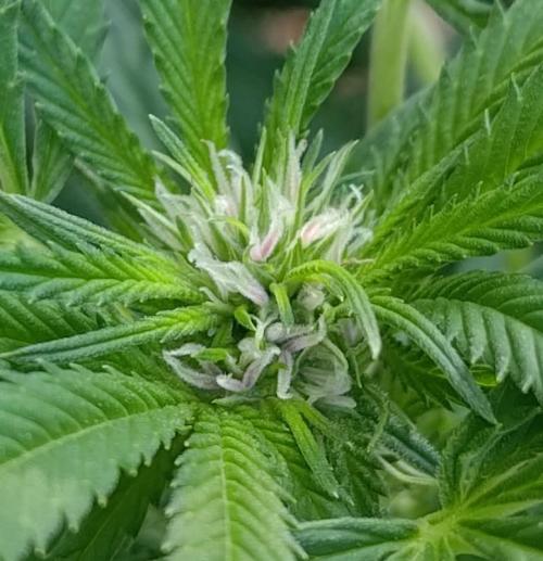 Big Gorilla Melon 🦍🍉 Outdoor Synganics. Week 22 - 30 Aug