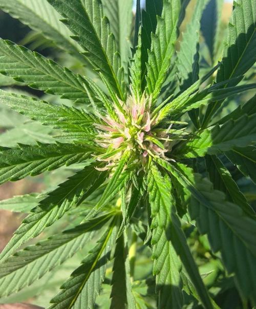 Big Gorilla Melon 🦍🍉 Outdoor Synganics. Week 22 - 3 Sept