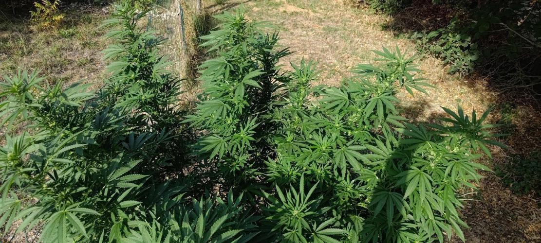 Big Gorilla Melon 🦍🍉 Outdoor Synganics. Week 22 - 2 Sept