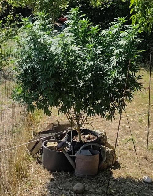 Big Gorilla Melon 🦍🍉 Outdoor Synganics. Week 22 - 1 Sept